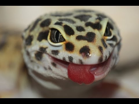 YouTube reptile video
