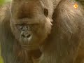 gorilla bokito dutch news nova 19 5 2007