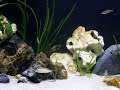 Tropheus sp Black Bemba