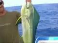 Tommy's Dolphin Fish