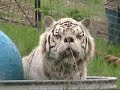 White Tiger And Orange Tiger Get Home