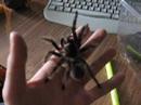my spider my spider