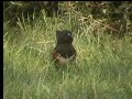 Rufous-Sided Towhee up close