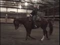2002 AQHA Gelding For Sale
