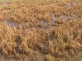 Orissa flood affected agriculture land Orissa flood affected agriculture land