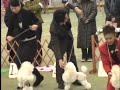 スペシャルドッグクラブ展DOG SHOW　SET UP＋HANDLER by 金子幸一