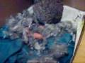 kimkim has just finished giving birth 