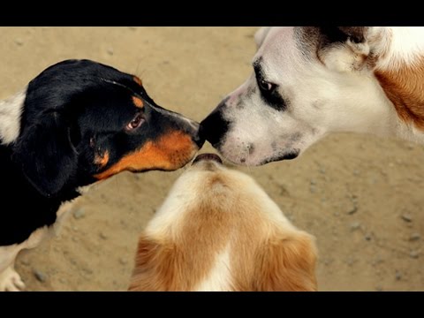 how to properly socialize a puppy