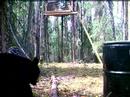 Wild Bears caught by Stealth Cam