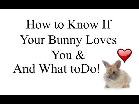 how to take care if a bunny