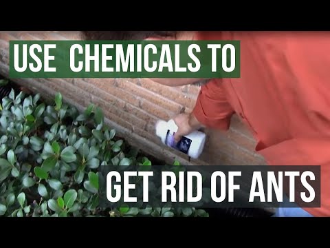 how to get rid pharaoh ants