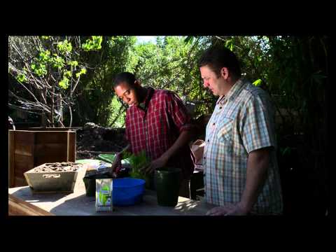 how to transplant dill