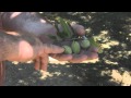 Almond Farmer Shows You How To Tell When Almonds Are Ready To Be Harvested 