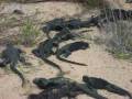 videos de Omer Galapagos