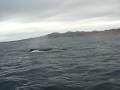 videos de zodiac whale watching cabo expeditions, baja, Mexico 9