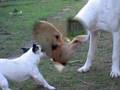 Dogo Argentino video
