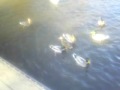 Feeding Frenzy at the Park (part 1)