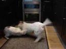 Jack & Milo - Fight! Jack & Milo - Fight!