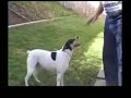 Bob Moore's Amazing Mongrels Dog Back Flip