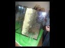 Montagem Aquário Escola Secundária Almeoda Garrett no âmbito projecto financiado pela Ciência Viva 