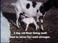 Newborn Goat Kids -- Toggenberg, Boer