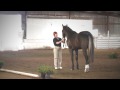 Dreams Come True 2006 Irish Draught Sporthorse gelding
