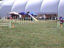 DOCNA Championships - Ollie - Standard Finals
