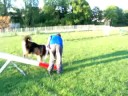 agility entrainement 27 aout