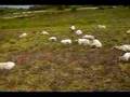 Schapen in Drenthe
