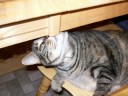 My Pets