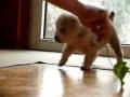 Dzhamal_4weeks_old.wmv