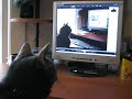 Cat watching himself watching centipede