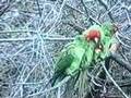 The Wild Parrots of Telegraph Hill Dogen,Connor & Tupelo  