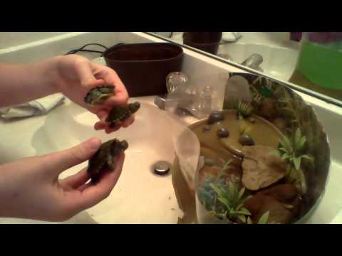 how to care for a baby red eared slider