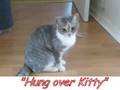 Hung Over Kitty