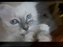sacre de birmanie maman et ses chatons
