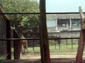 videos de Girafa