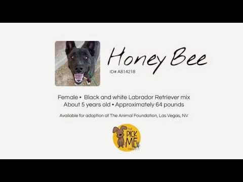 Honey Bee, black and white Labrador Retriever mix available for adoption in Las Vegas, NV