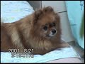 今は亡き「ribbon」ちゃんの�...