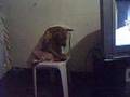 Dagoy