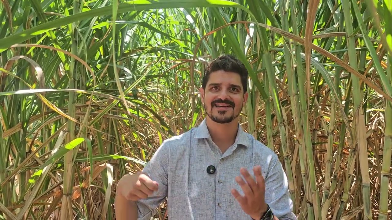 Como a Beggio Lorenzo Agropecuária consegue realizar plantio e colheita de cana com qualidade