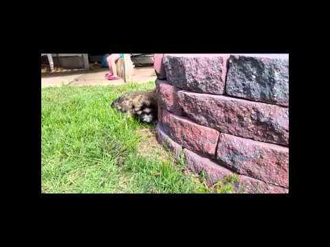 This Sherman playing with his sibling and me. Enjoy!