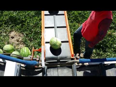 how to harvest watermelon