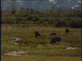 Tetons !