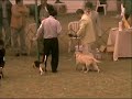 Beagle Per� - Canela en Exposici�n: 275� BIS