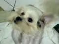 我家滴寶貝狗兒~阿比~因為剛去剪毛毛回家，全身光溜溜^^很害羞的樣子..猛抓耳朵..牠被偷拍了還不知道唷..粉阿花吧?有點呆呆又可愛的樣子~不錯滴話~給個鼓勵吧^^