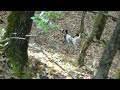 ferma setter - voreia evia  ...by FOURNARIS