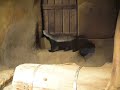 ratel/honey badger