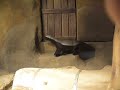 ratel/honey badger