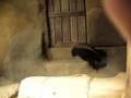 ratel/honey badger
